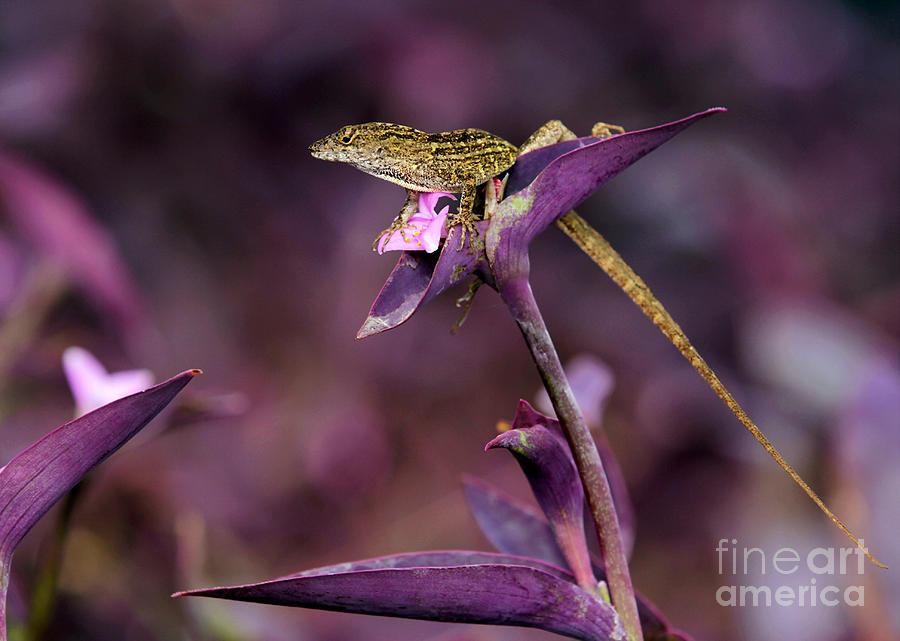 Anole Lizard in a Purple Garden Photograph by Sabrina L Ryan
