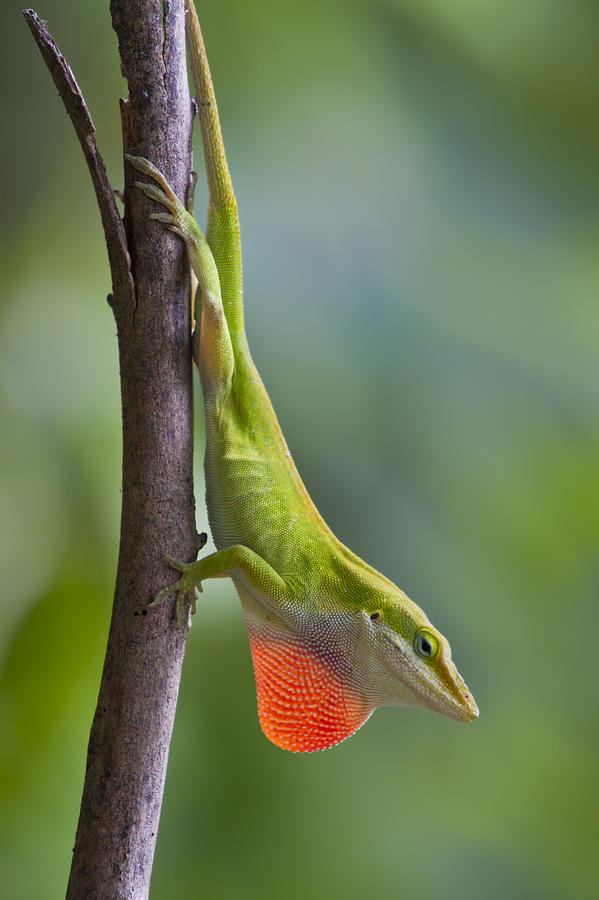 Anole Lizard Photograph by Steven Schwartzman