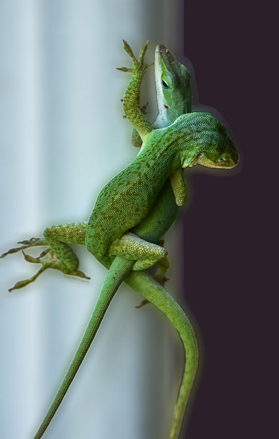 Anole Lovers Photograph by DigiArt Diaries by Vicky B Fuller