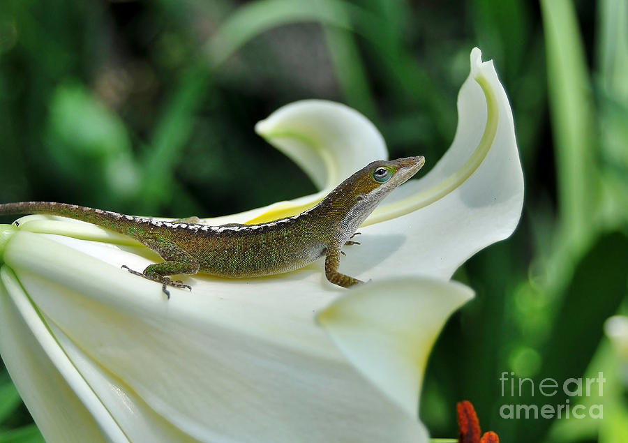 Anole On A White Lily Photograph by Kathy Baccari