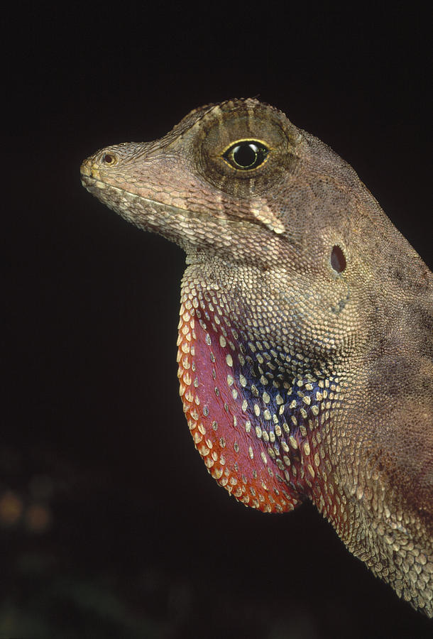 Anolis Lizard Portrait Peru Photograph by Mark Moffett Anolis Lizard Portrait Peru Photograph by Mark Moffett