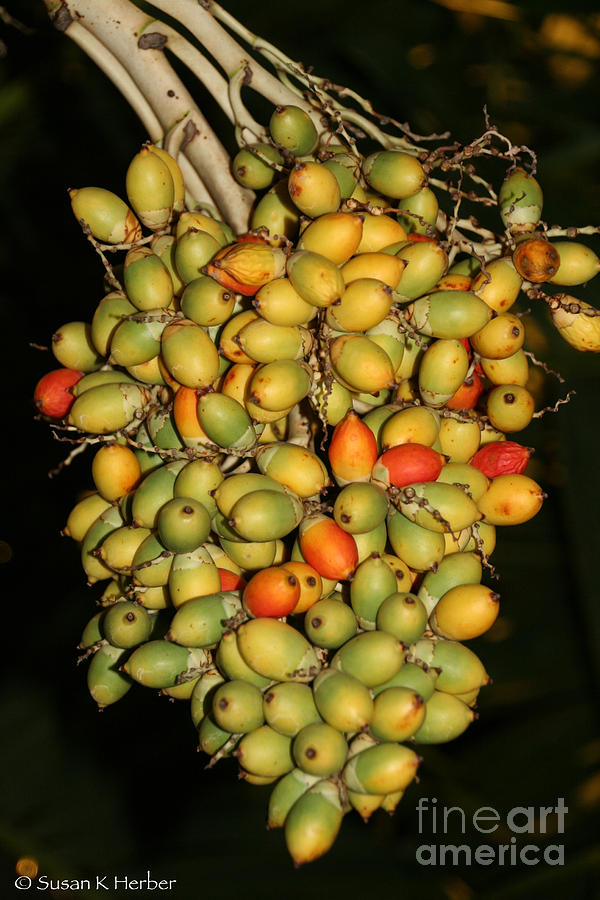 Anonidia Palm Fruit Photograph by Susan Herber