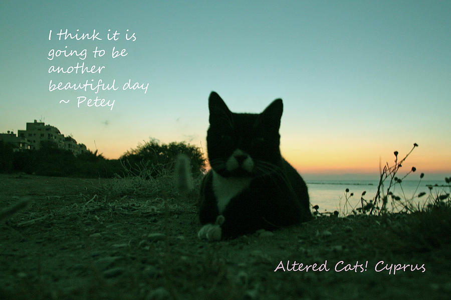 Another Beautiful Day Altered Cats Cyprus Photograph by Anita Dale Livaditis