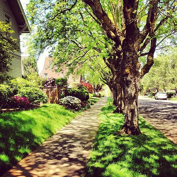 Another Beautiful Day In Portland Photograph by Shanti Braford