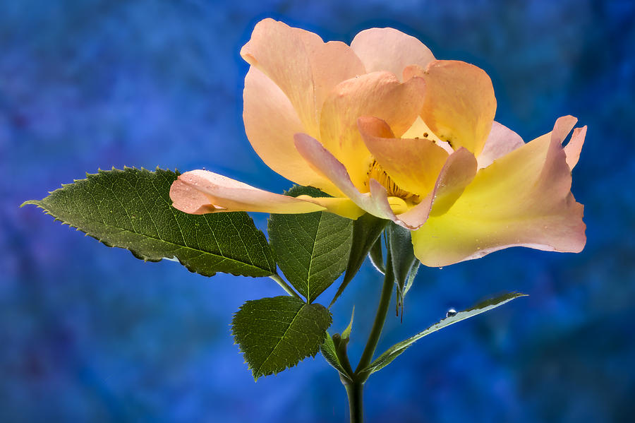 Nature Photograph - Another Beautiful Rose by Jean Noren