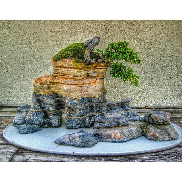 Another Bonsai. Love These Things Photograph by Reid Nelson