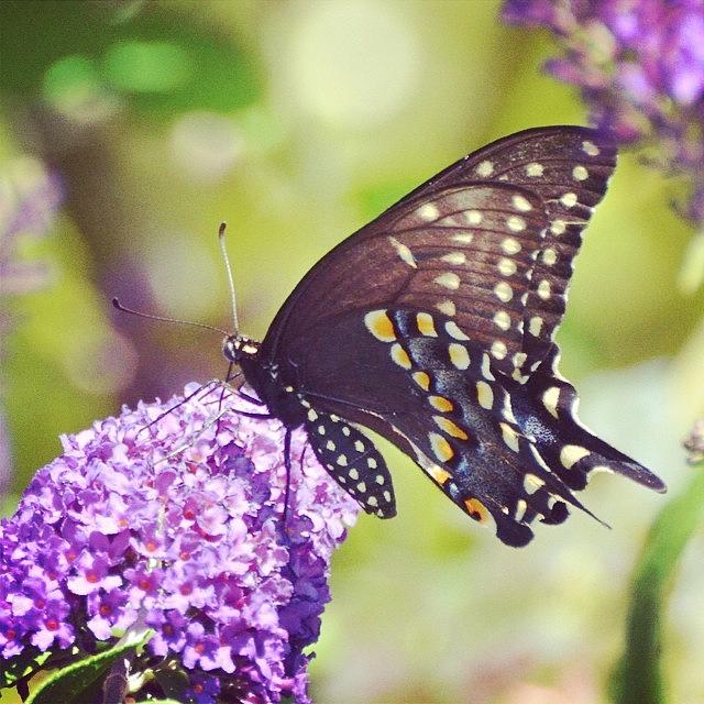 Butterfly Photograph - Another #butterfly To Brighten The Day by Kerri Farley