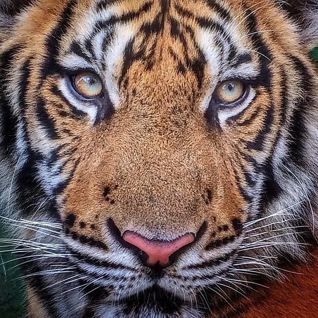 Nature Photograph - Another Close Up Of A Young Tiger With by Andrew Mowat