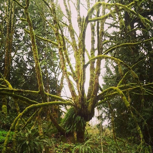 Tree Photograph - Another #crazy #tree #spidertree by M R M