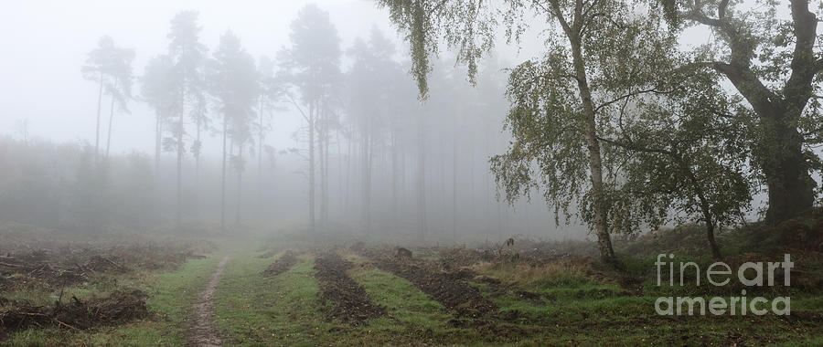 Another Foggy Day On Cannock Chase Photograph by Ann Garrett