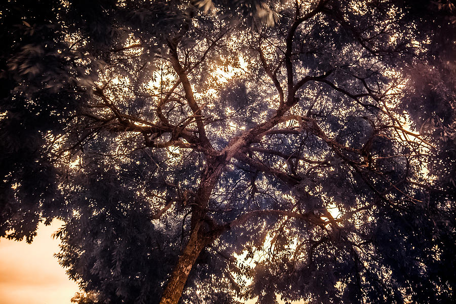 Tree Photograph - Frequencies/Vision by Mario Morales Rubi