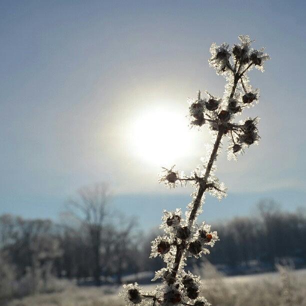 Nature Photograph - Another Frost by Alexa V