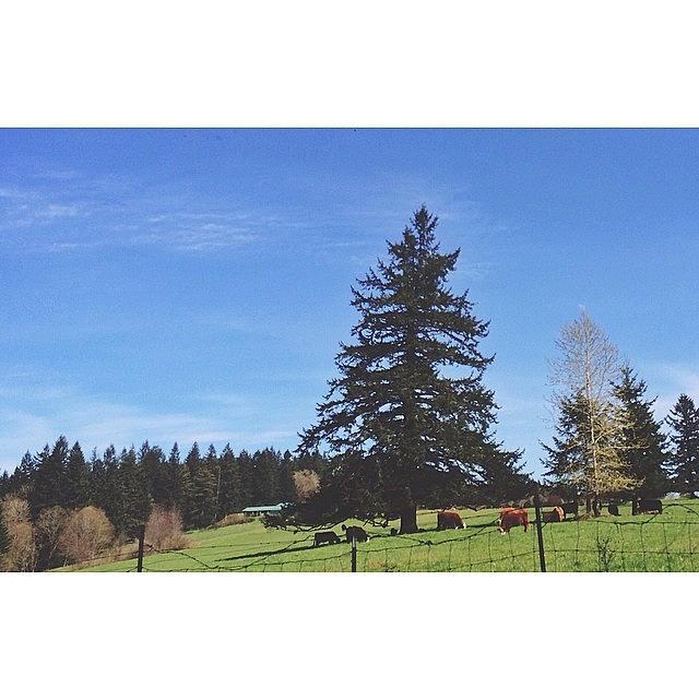 Another Gorgeous Day In The Pnw Photograph by Courtney Allison