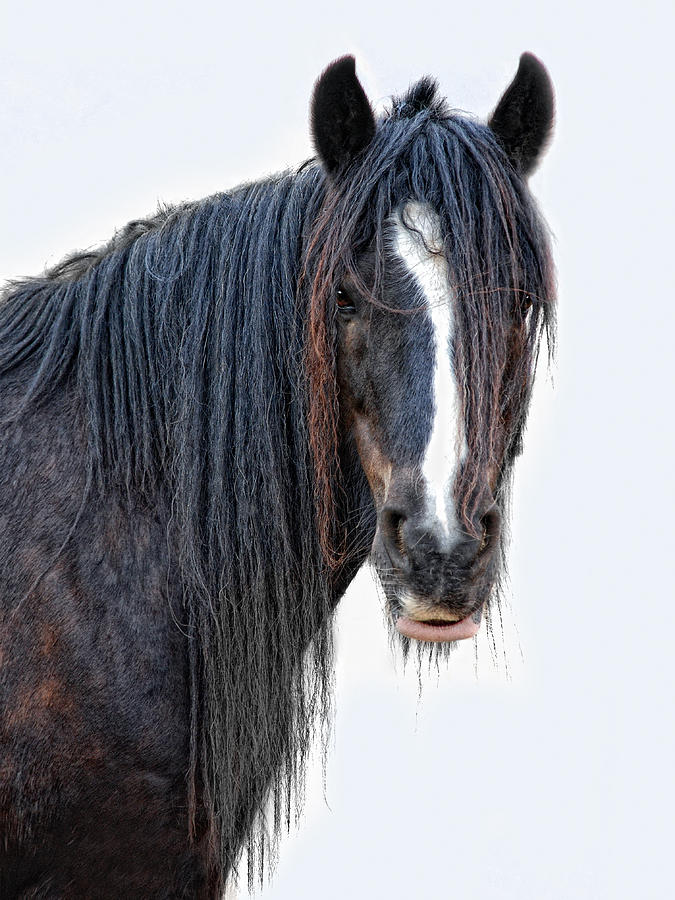 Another Horse With No Name Photograph by Joachim G Pinkawa