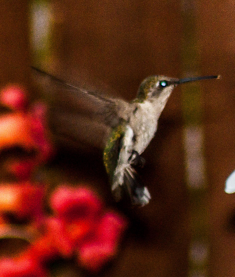Another Hummingbird Photograph Photograph by Toma Caul