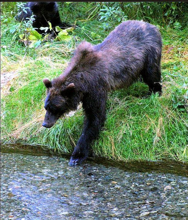Grizzly Bear Photograph - Another Hungry Bear by Diane Holden