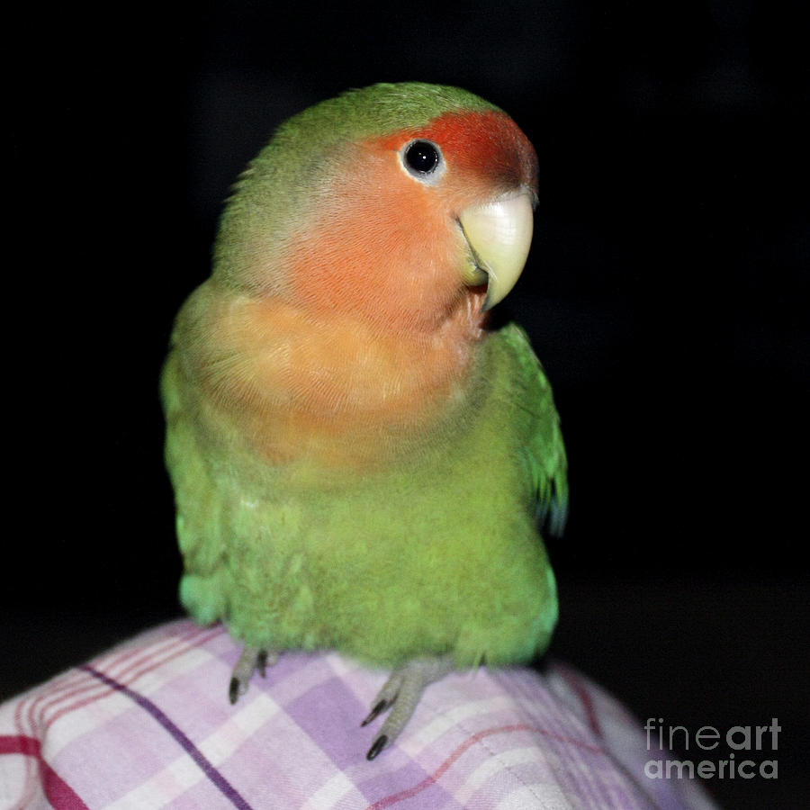 Lovebird Photograph - Another Knee Pickle by Terri Waters