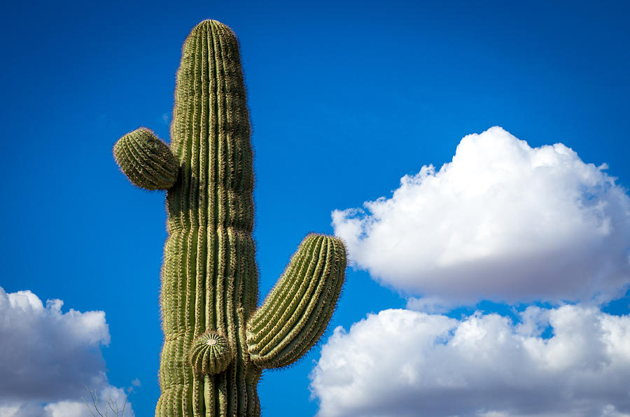 Another Lazy Saguaro Sunday Photograph by Will Wagner