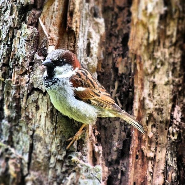 Nature Photograph - The sparrow by Karie-ann Cooper