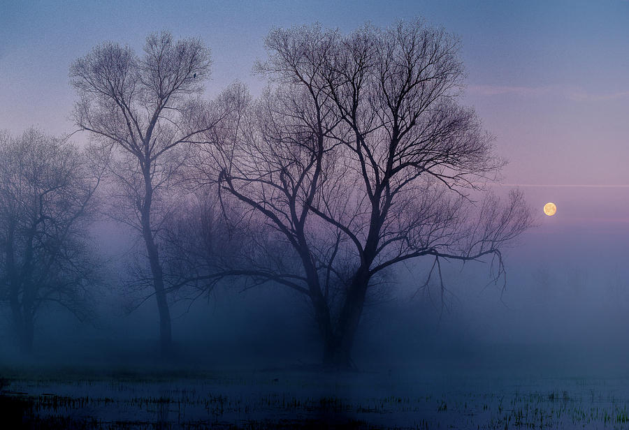 Tree Photograph - Another New Day by Andreas Agazzi