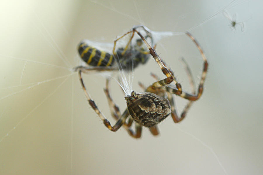 Spider Photograph - Another one Bites the Dust # 2 by Kate Rice