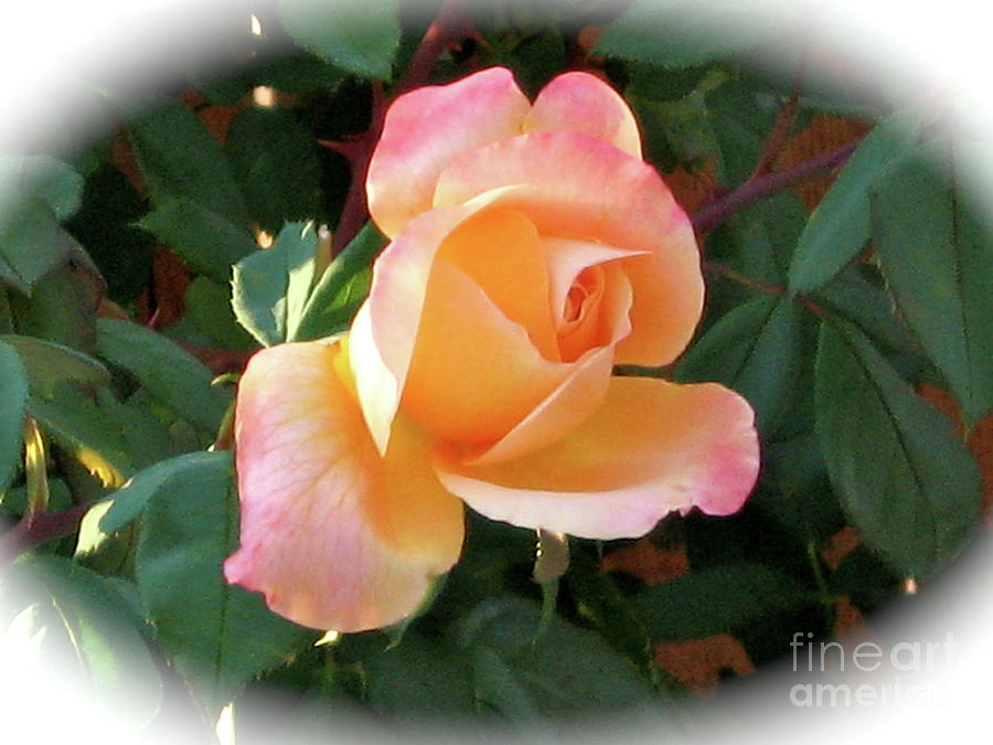Another Perfect Rose Photograph by Phyllis Kaltenbach