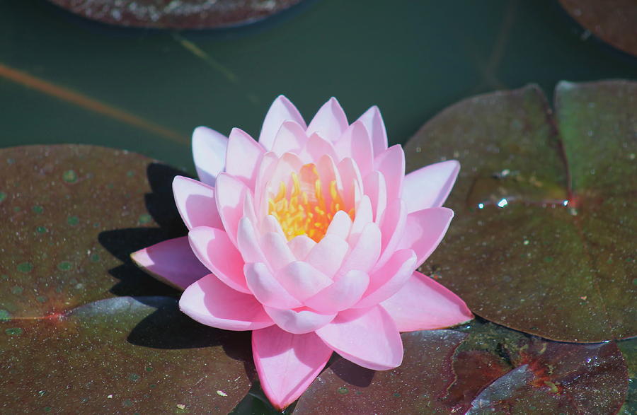 Another Pink Water Lily Photograph
