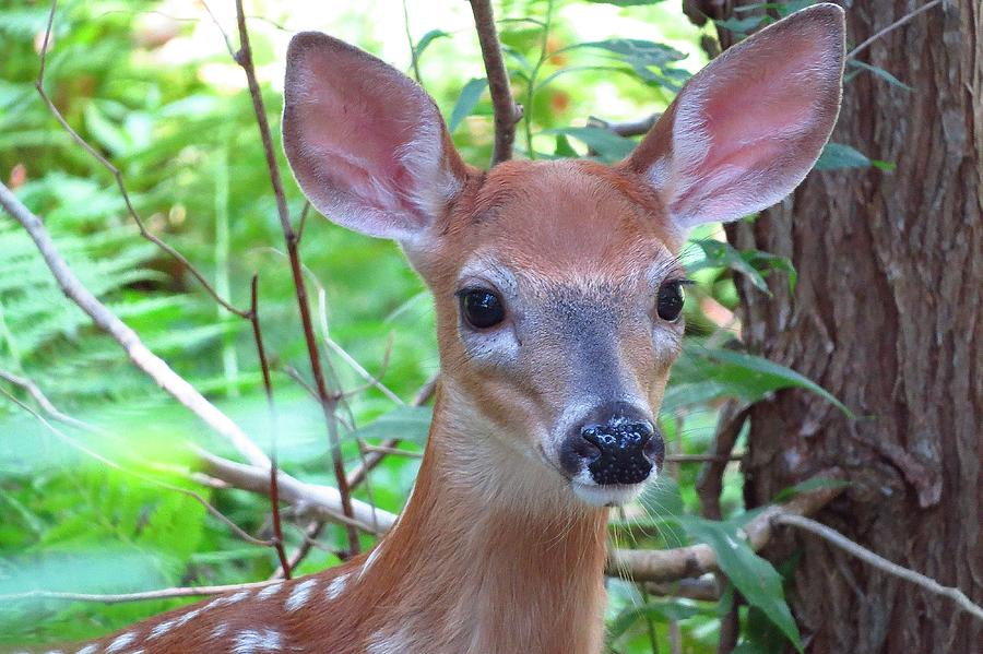 Another Pretty Face Photograph by J L Kempster | Fine Art America