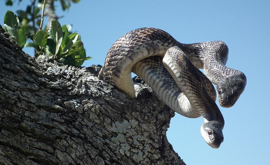 Texas Rat Snakes in the Ol Oak Tree Digital Art by Robert Rhoads