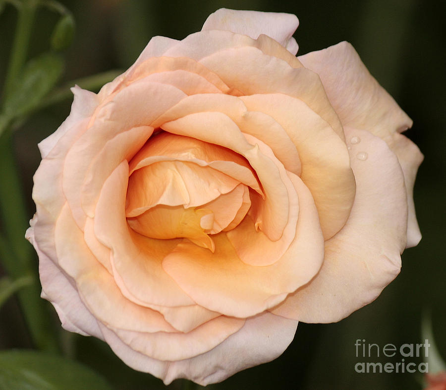 Another Rose Photograph by Chris Anderson