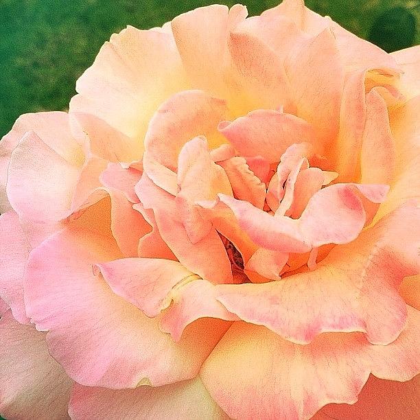 Bd Photograph - Another Rose From My Garden To Start by Vicki Damato