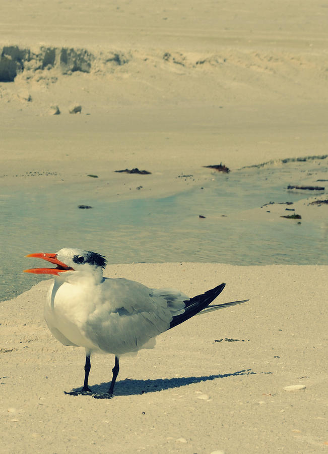 Another Seagull at the Beach Photograph by Patricia Awapara