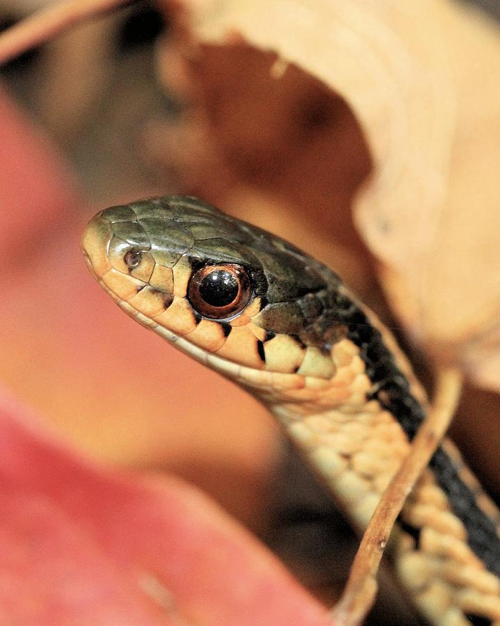 Another Snake Portrait Photograph by Doris Potter