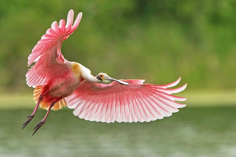 Another Spoonbill In Flight Photograph by D Williams Photography