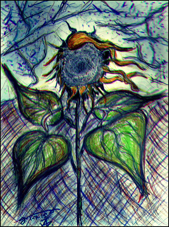 Another Sunflower Drawing