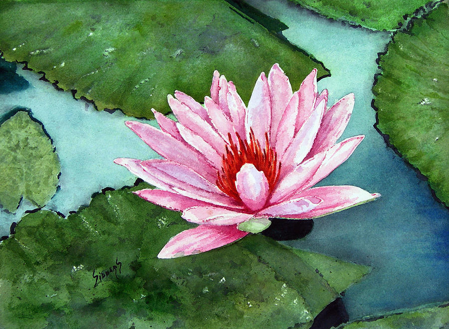 Another Water Lily Painting by Sam Sidders
