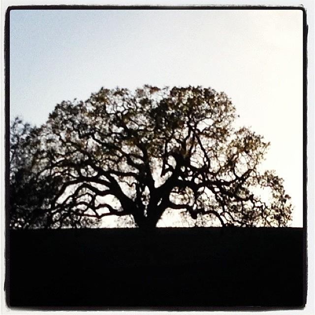 Tree Photograph - Live Oak silhouette by Eugene Evon