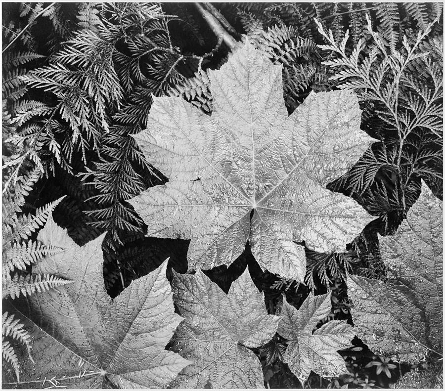 Ansel Adams Nature Black and White Photograph by Georgia Clare