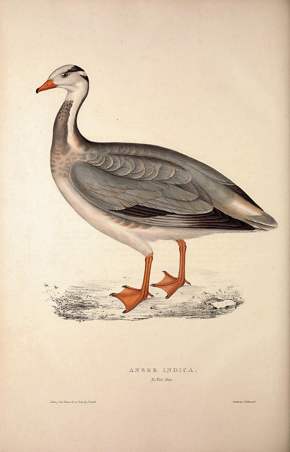 Bar-headed Goose