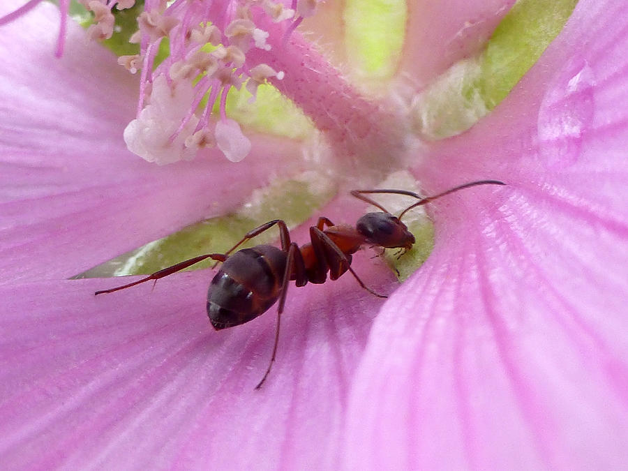 Ant And Pink Flower Photograph by Katja Sauer