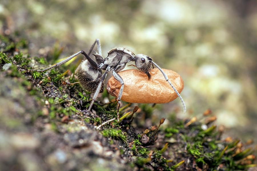 Animal Photograph - Ant Carrying Cocoon by Pan Xunbin