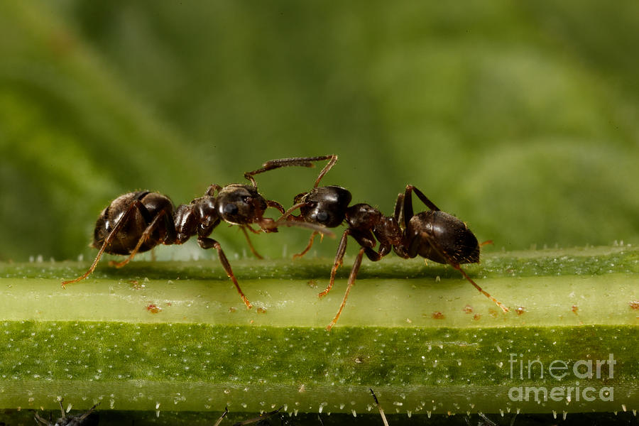 Ant Photograph - Ant Communication by Frank Fox