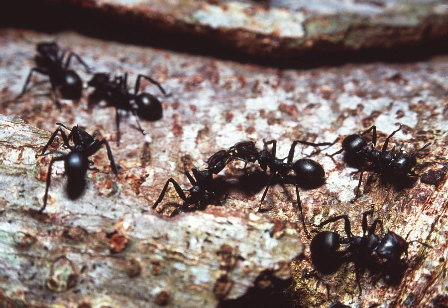 Ant Communication Photograph by Sinclair Stammers/science Photo Library