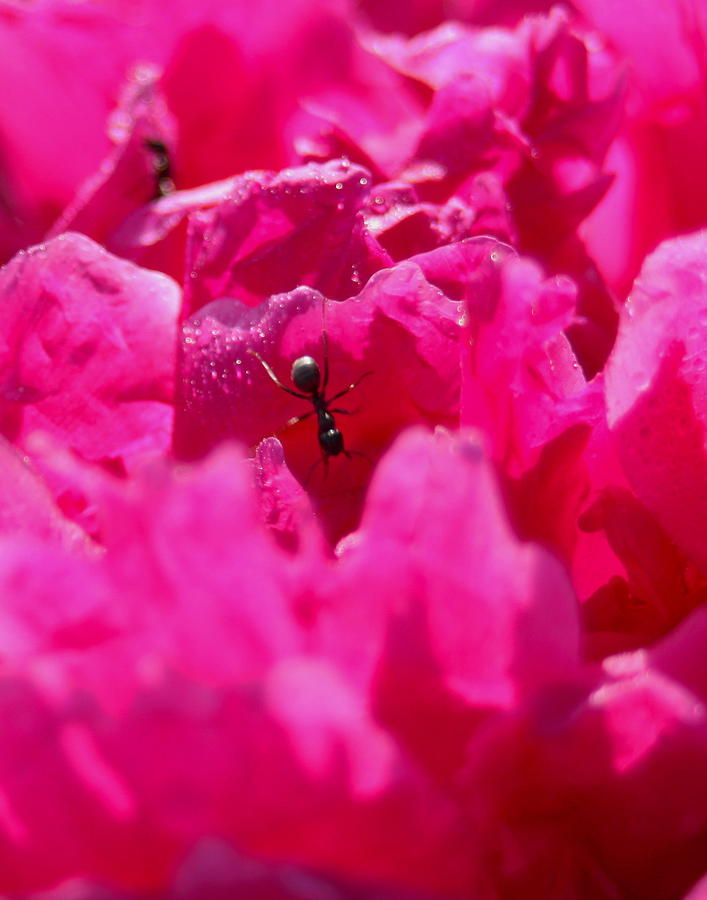 Ant Photograph by David Matthews