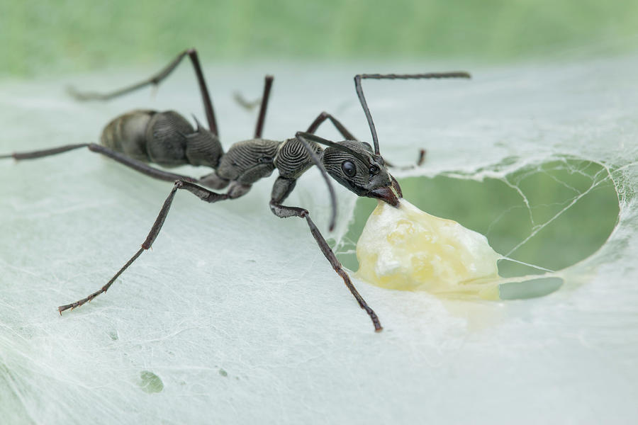 Ant (diacamma Sp.) Raiding Spider Nest Photograph by Melvyn Yeo
