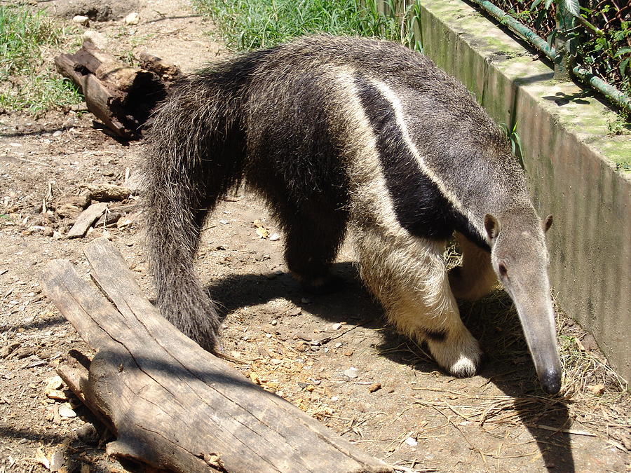 Ant Eater Photograph By Lina Isaza Fine Art America 