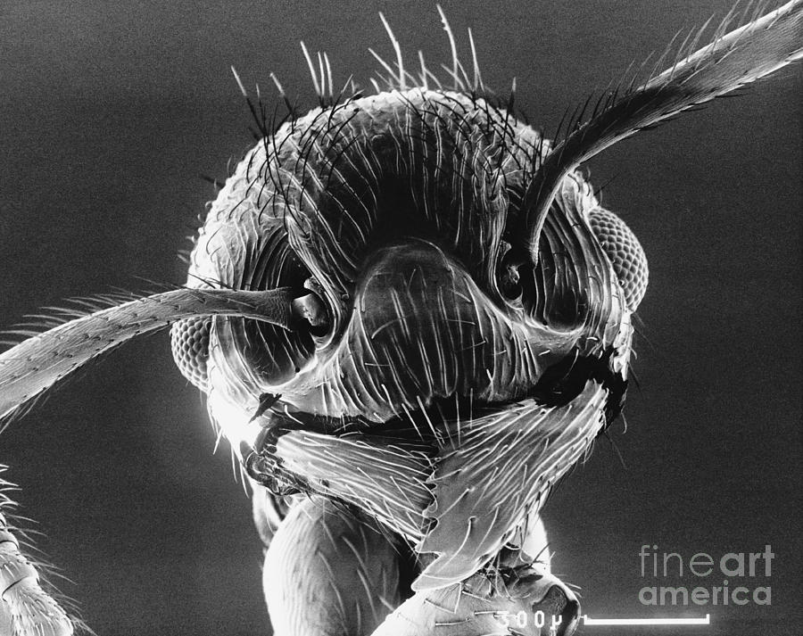 Ant Face Photograph by Biophoto Associates