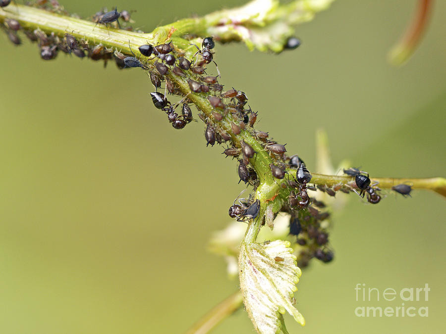 Ant Farm Photograph by Carol Senske