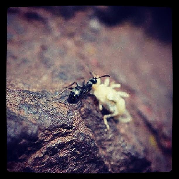 Wildlife Photograph - #ant #feeding #carrying #strength by Siobhan Macrae