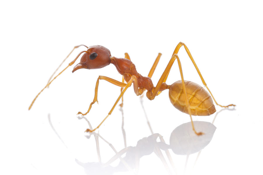 Ant Gorongosa Mozambique Photograph by Piotr Naskrecki